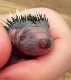 Baby hedgehog